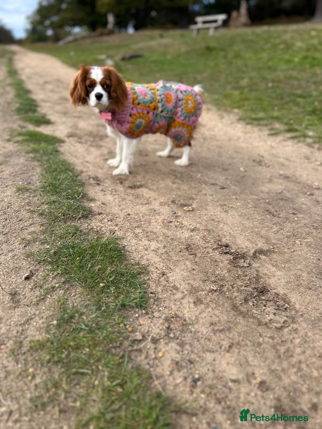 Cavalier King Charles Spaniel dogs for sale: 1 yr old Cavalier King Charles-Loving Home Needed - Advert 3