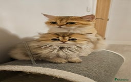 British Longhair cats for sale: Excellent Scottish straight Highland Kittens - Image 29