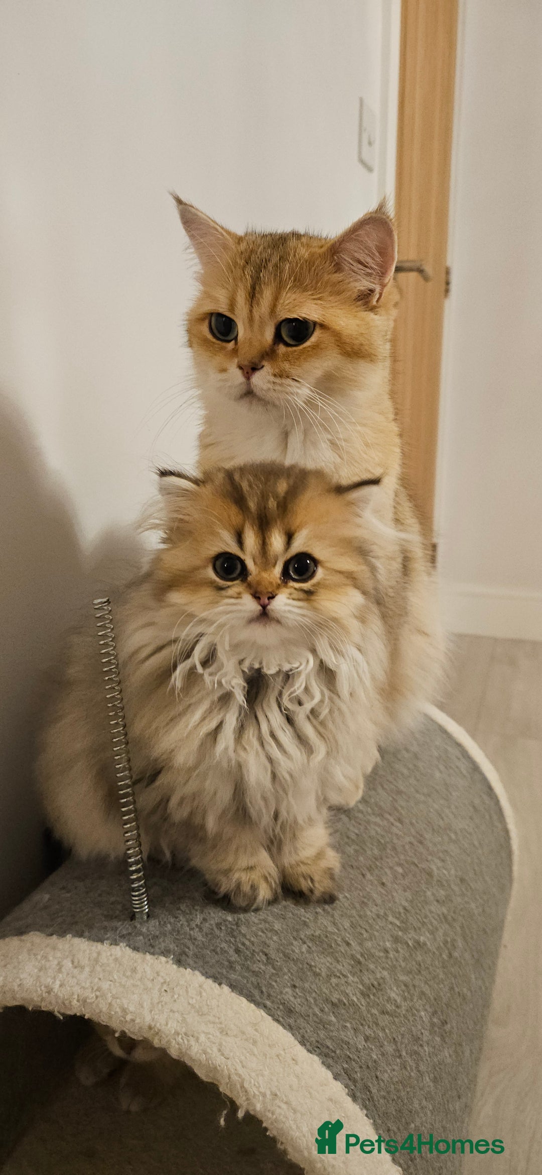 British Longhair cats for sale: Excellent Scottish straight Highland Kittens - Image 29
