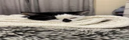 Mixed Breed cats for sale: Black and white cat  - Advert 10