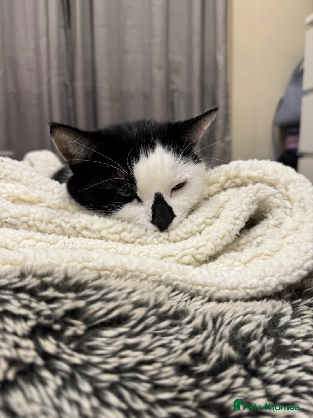 Mixed Breed cats for sale: Black and white cat  - Advert 10