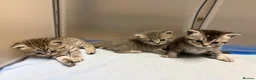 British Shorthair cats for sale: British shorthair/russian blue kittens  - Advert 4