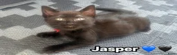 Mixed Breed cats for sale:  Beautiful cuddly kittens  - Advert 29
