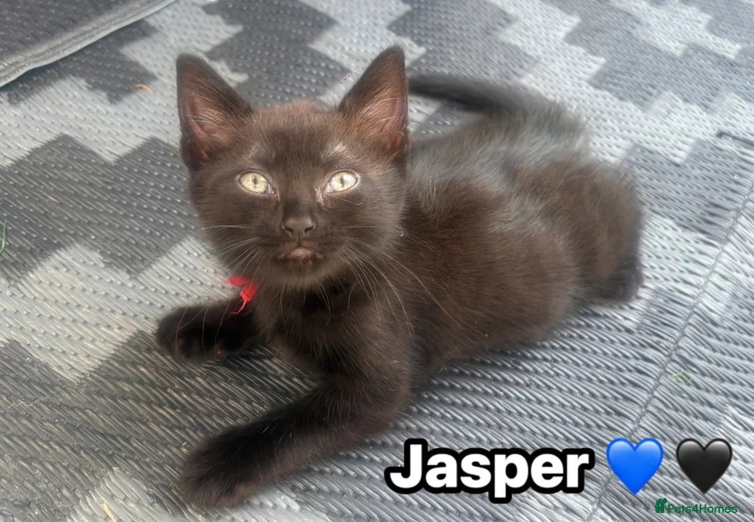 Mixed Breed cats for sale:  Beautiful cuddly kittens  - Advert 29