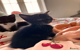 Domestic Shorthair cats for sale: 5x kittens  - Image 8