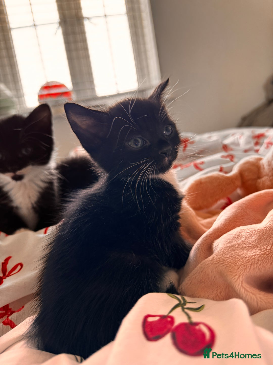 Domestic Shorthair cats for sale: 5x kittens  - Image 8