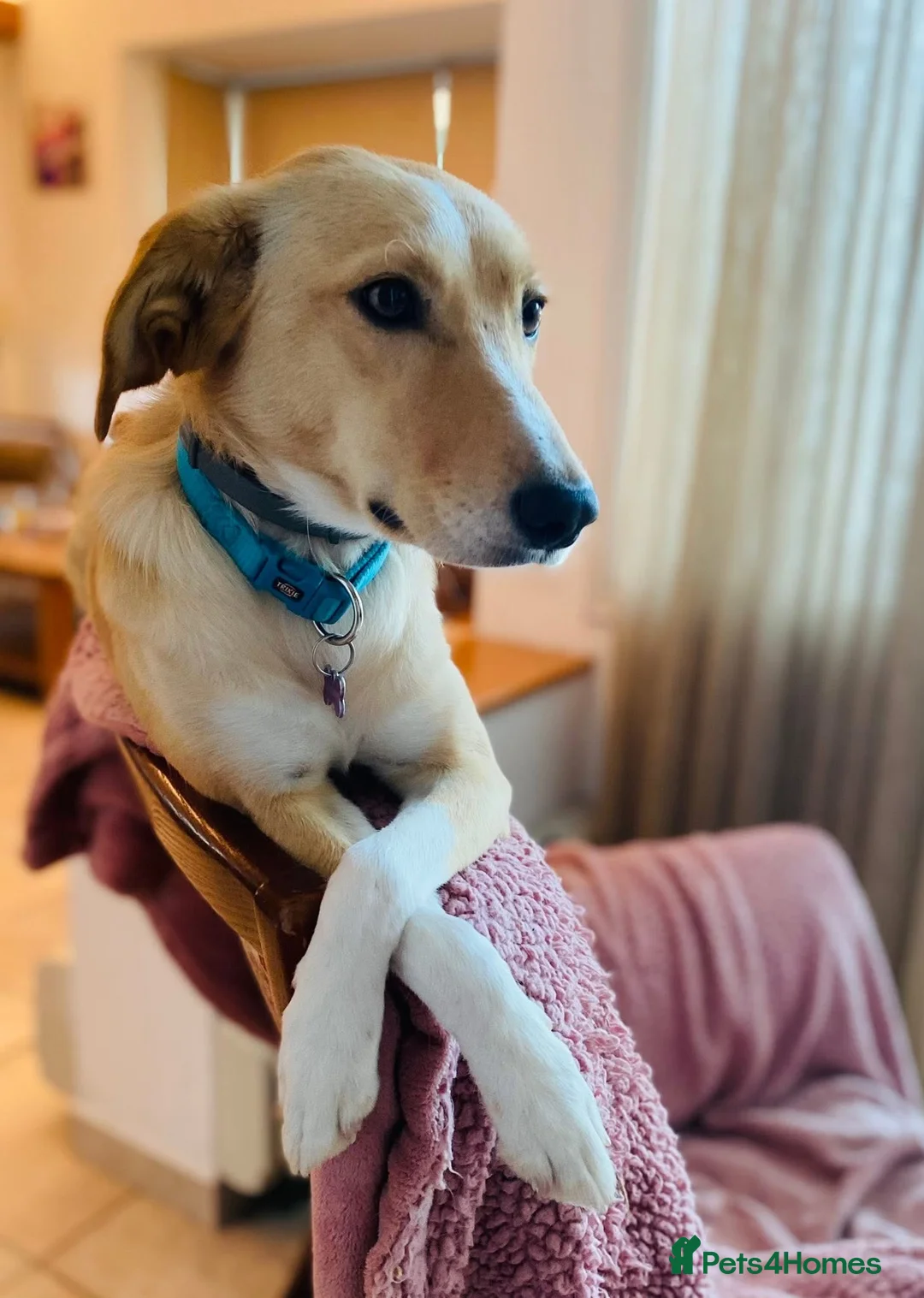 Mixed Breed dogs for adoption: Maple is ready for her forever family!  in Swindon - Advert 21