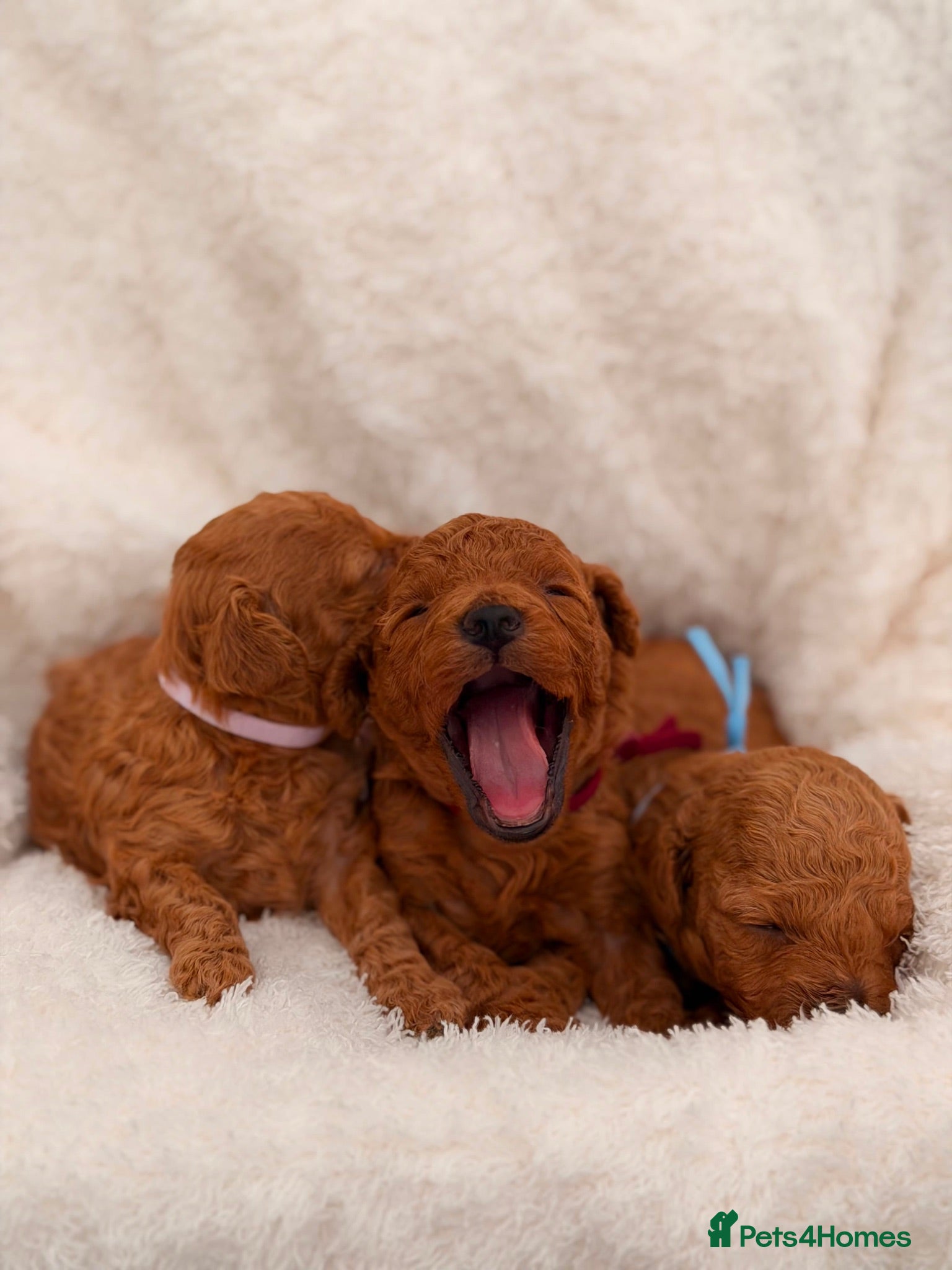 Toy Poodle dogs Asian tiny toy poodles  - Advert 1