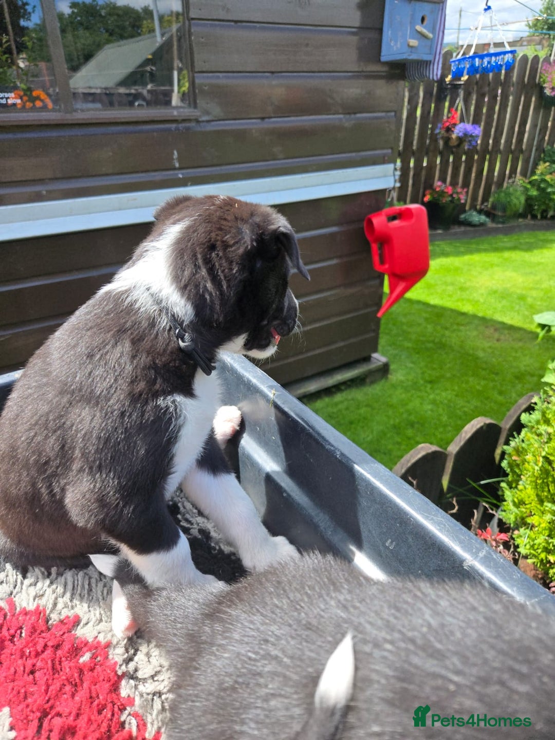 Border Collie dogs for sale: Border Collie pups for sale - Image 4