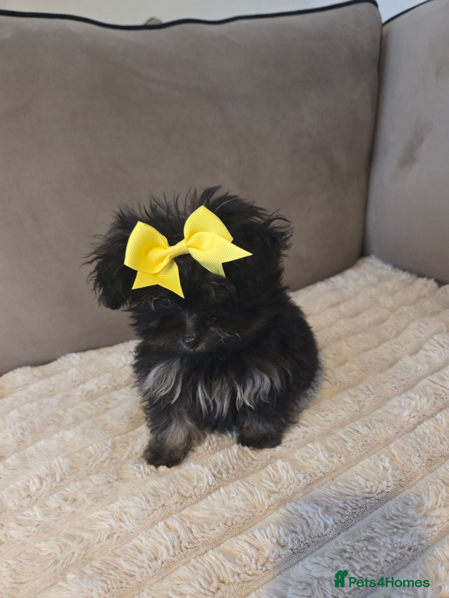 Pomapoo dogs Beautiful pomapoos - Advert 14