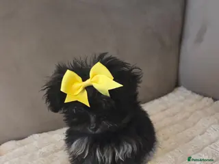 Pomapoo dogs Beautiful pomapoos - Advert 14