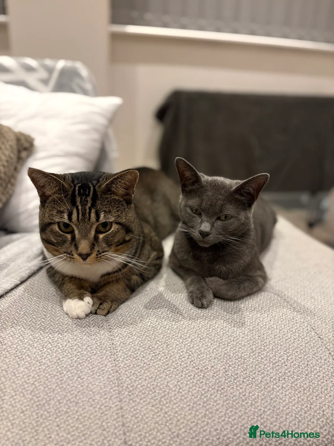 Russian Blue cats for sale: 🐾 Russian Blue/Bengal Tabby Kittens 🐾 in Fleet - Advert 2