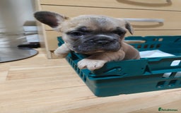 French Bulldog dogs for sale: Unique and Beautiful French bulldogs puppies  - Image 19