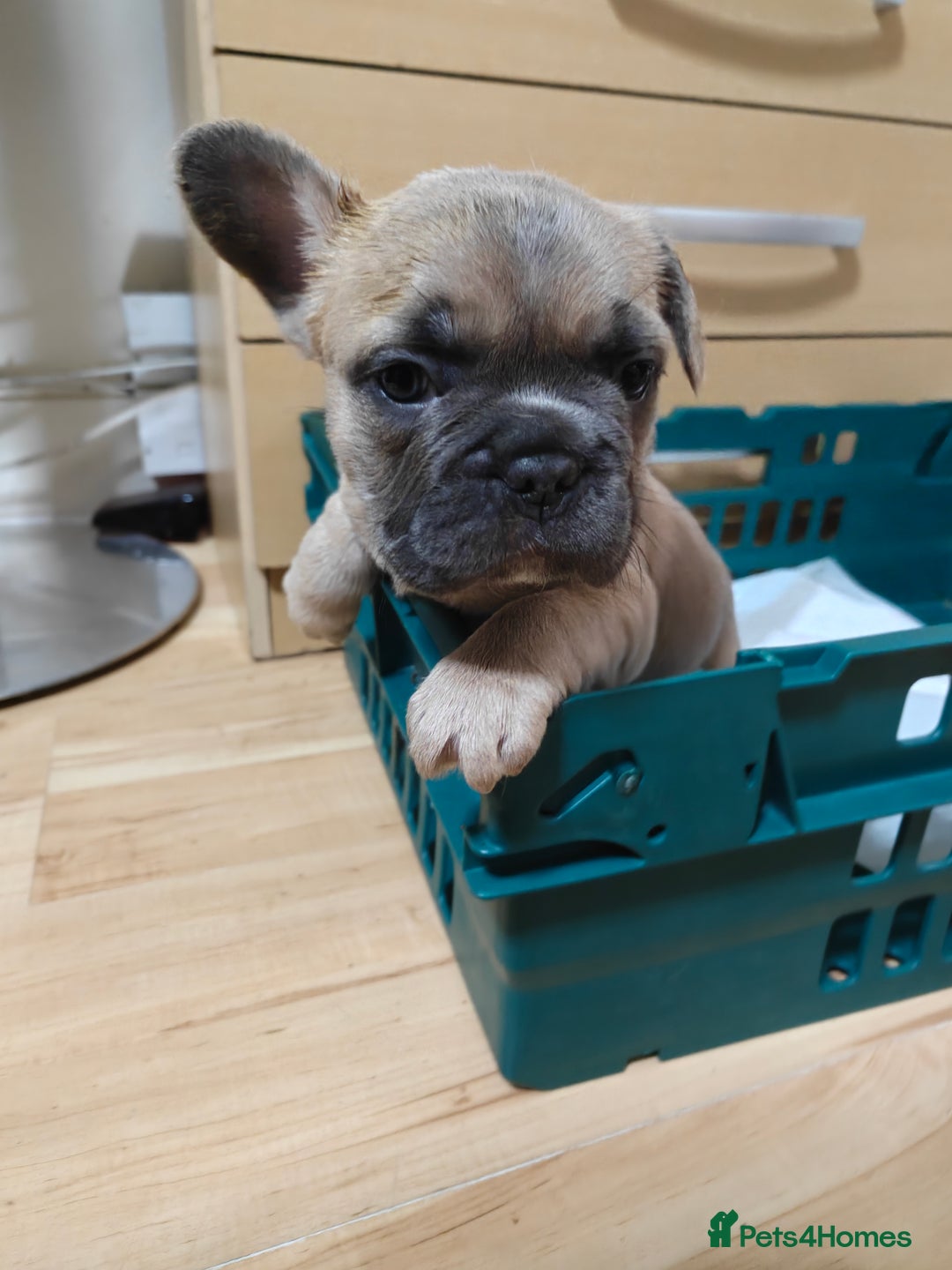 French Bulldog dogs for sale: Unique and Beautiful French bulldogs puppies  - Image 19