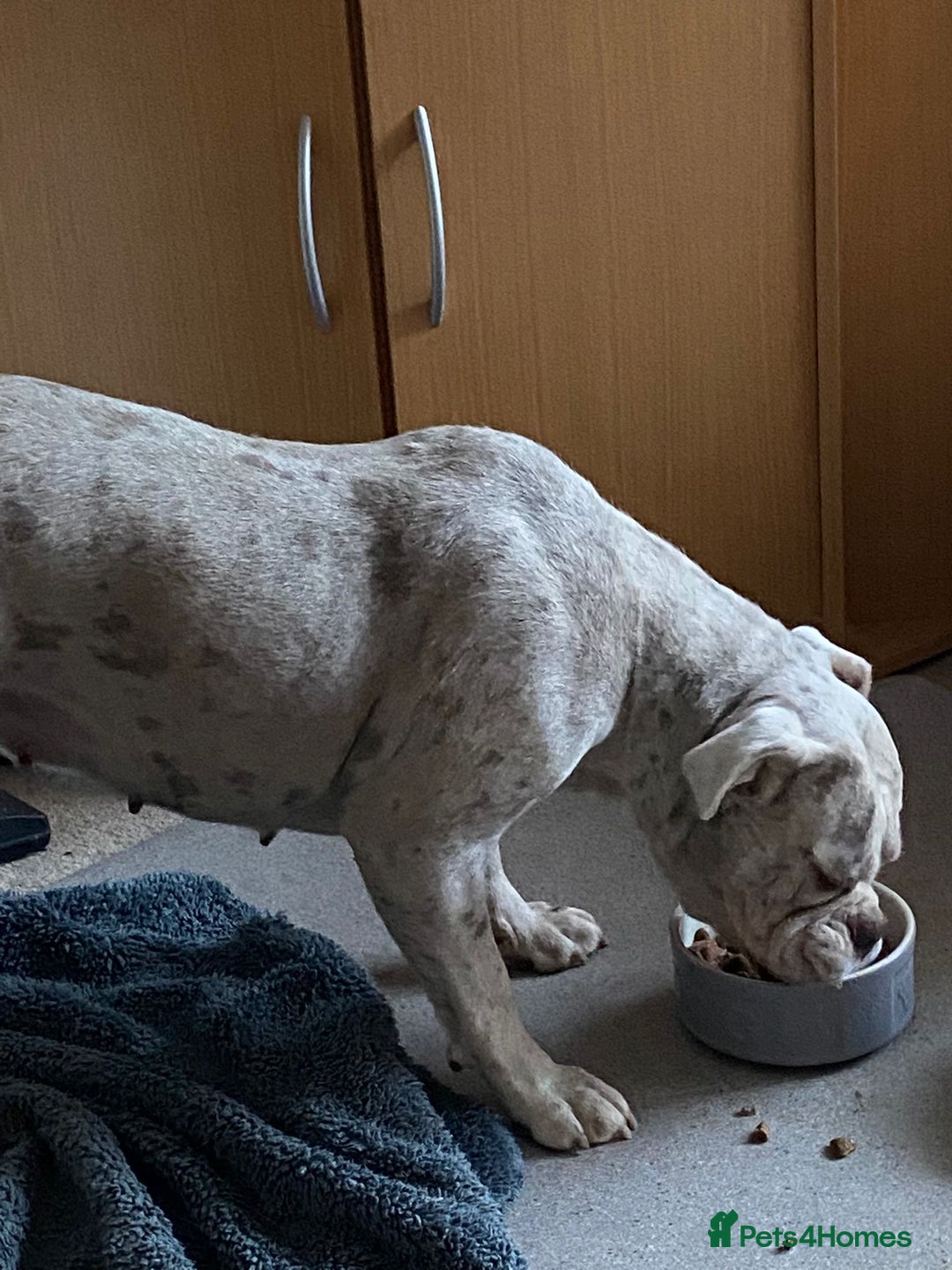 Dorset Olde Tyme Bulldogge dogs for sale: Dorset old tyme bulldog  - Image 5