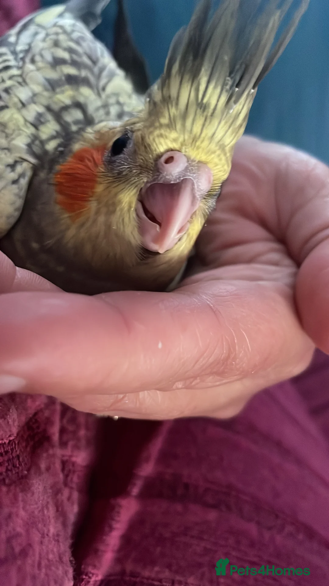 Cockatiels birds for sale: 4 cockatiels in Chesterfield - Advert 3