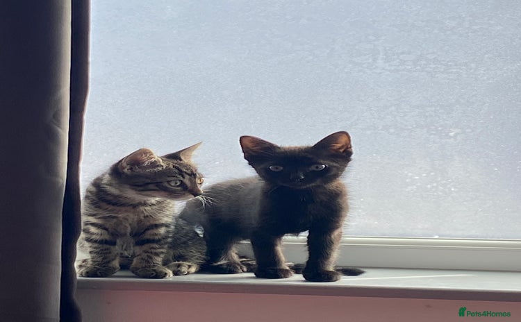 Domestic Shorthair cats - Advert 10