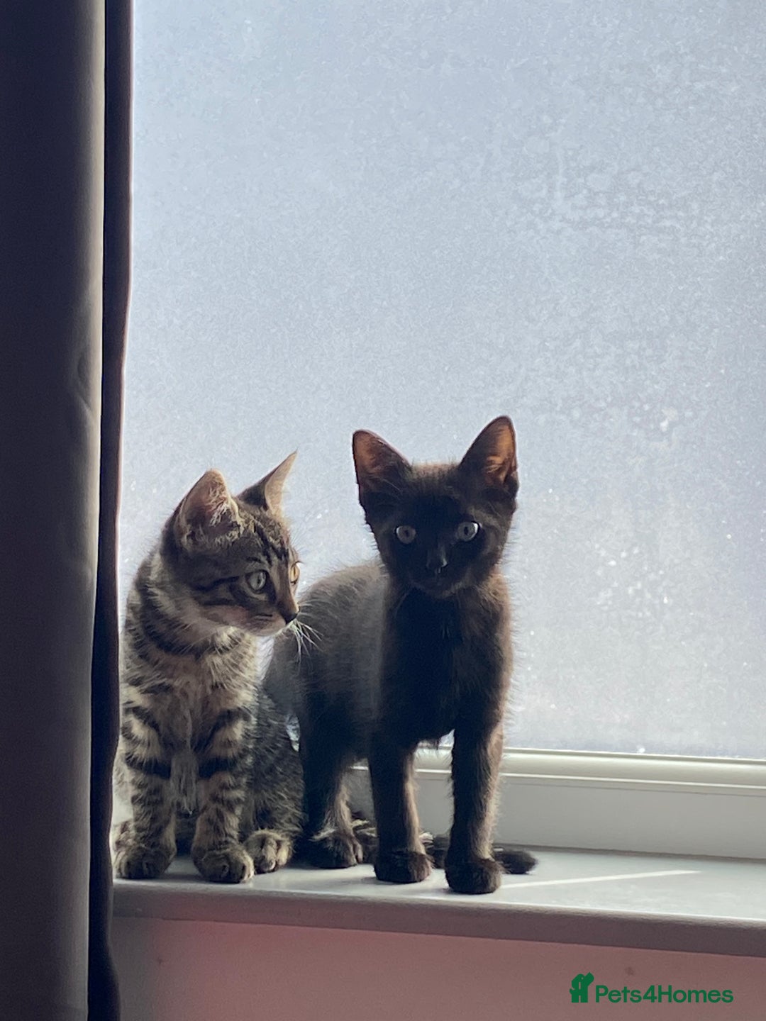 Domestic Shorthair cats for sale: Beautiful tabby shorthair kittens for sale  - Image 1