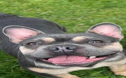 French Bulldog dogs for sale: French bull dog puppies looking for forever homes  - Advert 7