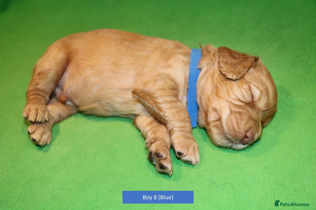 Cocker Spaniel dogs for sale: Health Tested Working Cocker Spaniel Puppies - Advert 2