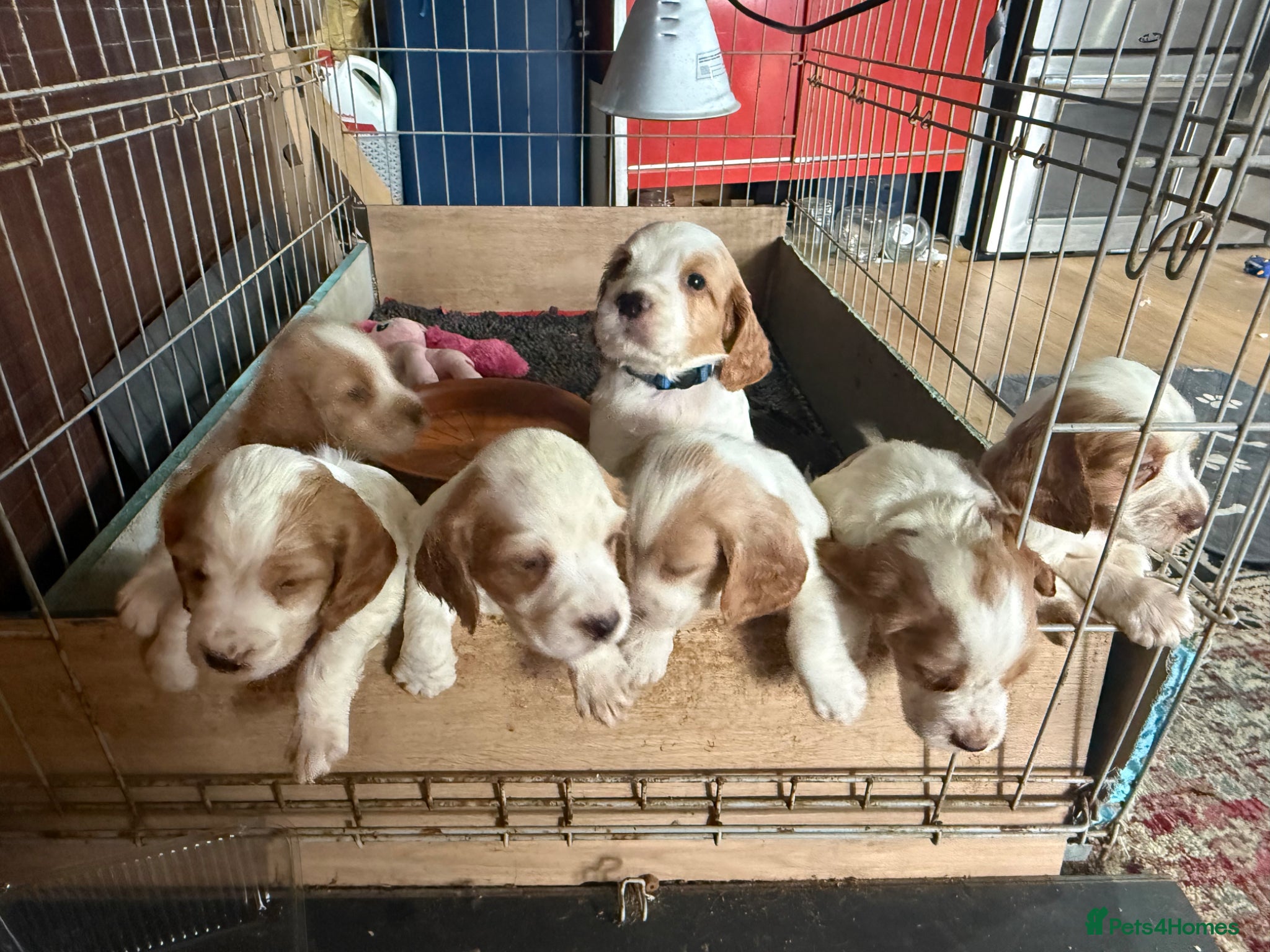 Cocker Spaniel dogs Working cocker spaniels  - Advert 13