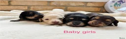 Miniature Dachshund dogs for sale: Beautiful Long haired miniature Dachshund Puppies  - Advert 14