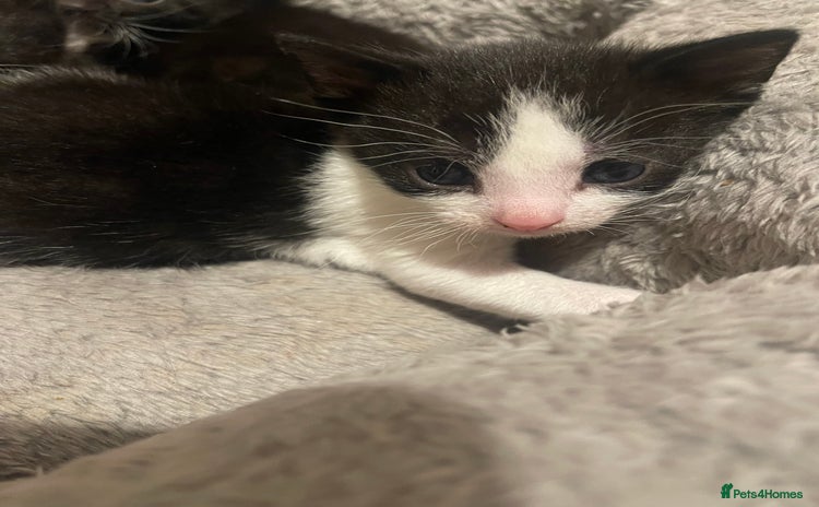 Domestic Shorthair cats - Advert 1