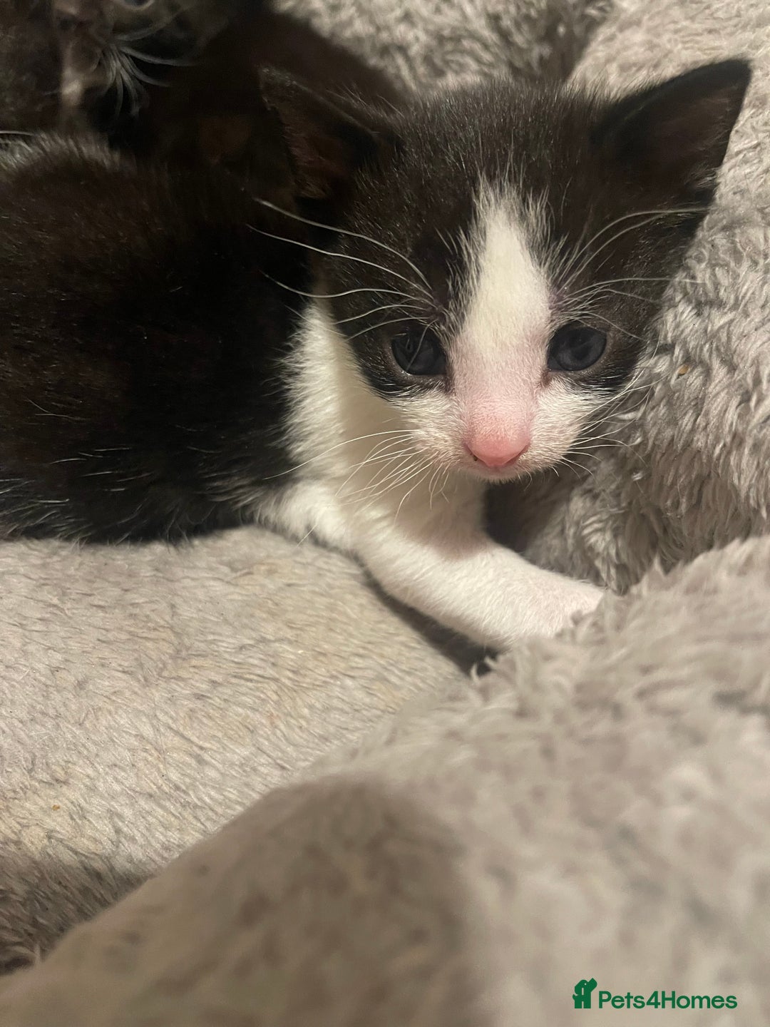 Domestic Shorthair cats for sale: Kittens for sale - Image 1
