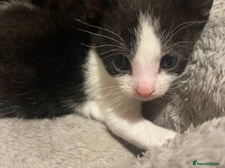 Domestic Shorthair cats - Advert 23