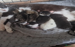 Mixed Breed cats for sale: 1 beautiful kitten - Image 7
