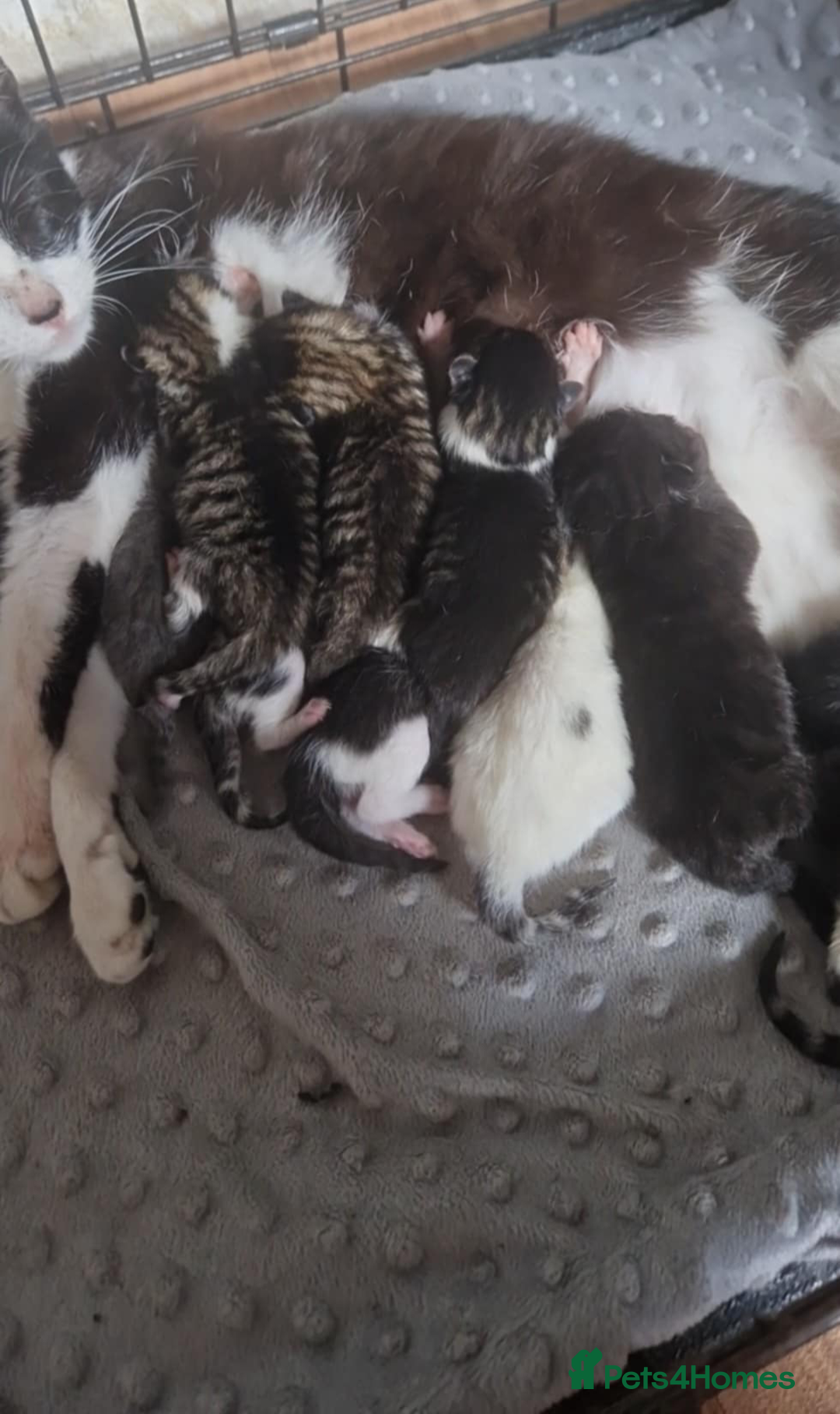 Mixed Breed cats for sale: 1 beautiful kitten - Image 7