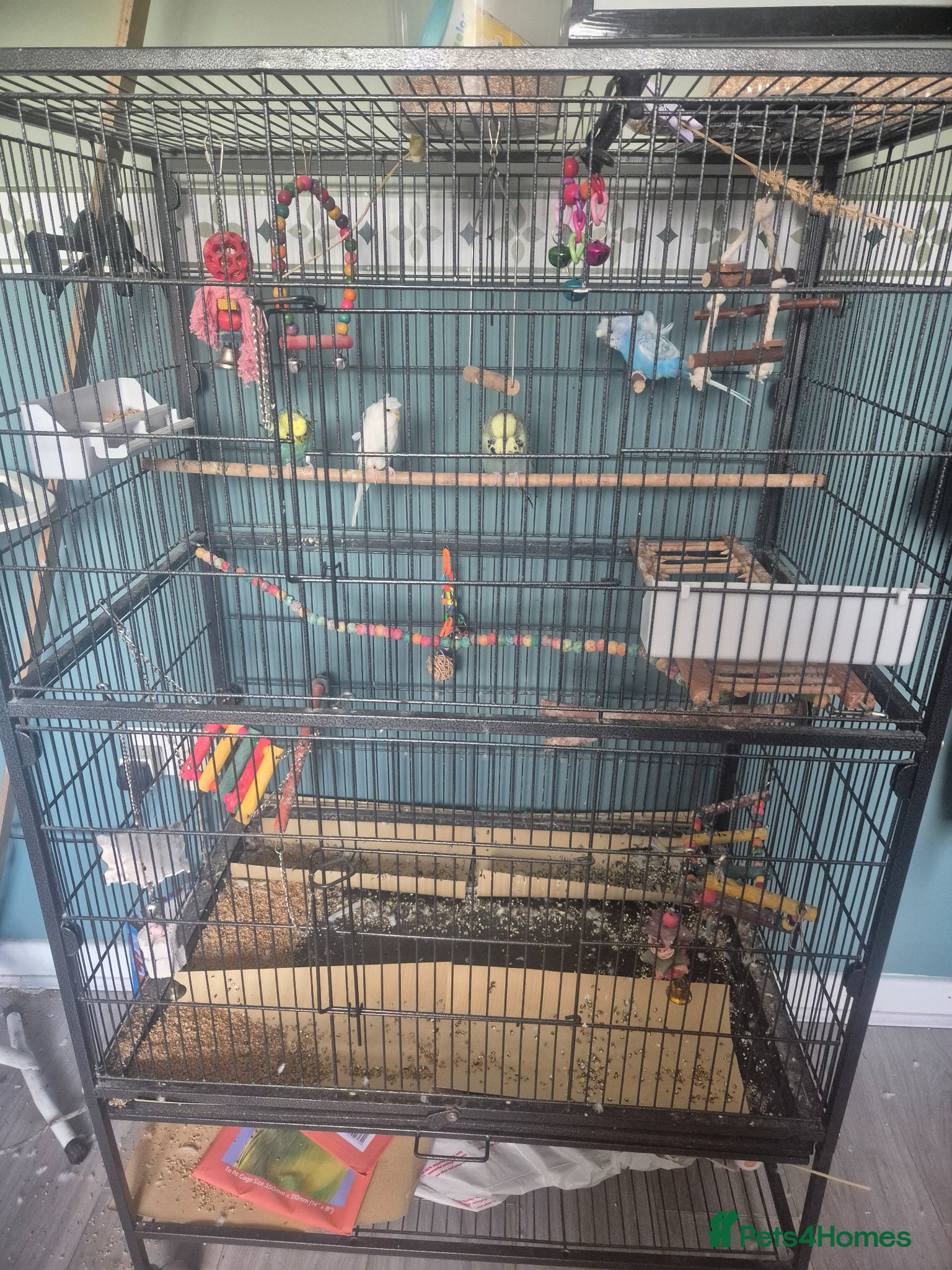 Mixed Breed birds Full set up with 4 birds  - Advert 3