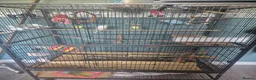 Mixed Breed birds for sale: Full set up with 4 birds  - Advert 1