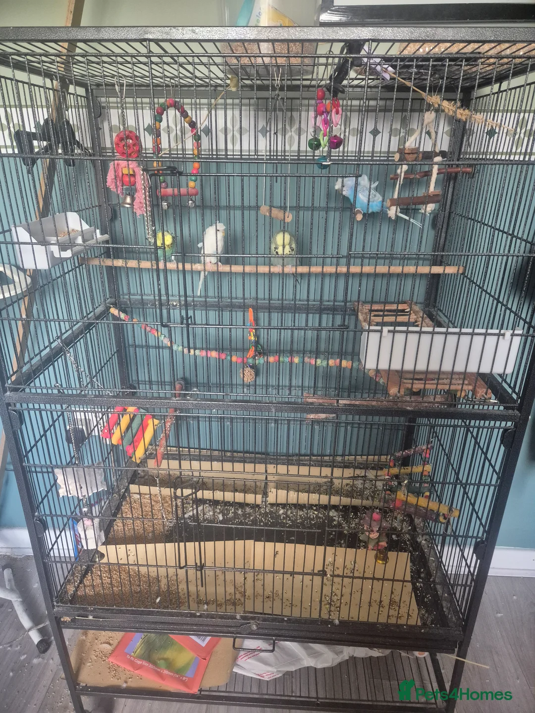 Mixed Breed birds for sale: Full set up with 4 birds  - Advert 1