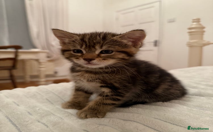 Mixed Breed cats - Advert 3