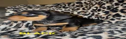 Miniature Dachshund dogs for sale: 6 BEAUTIFUL MINI DACHSHUND BOYS - Advert 9