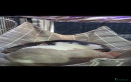Rat rodents for sale: 4 bonded female rats  - Image 4