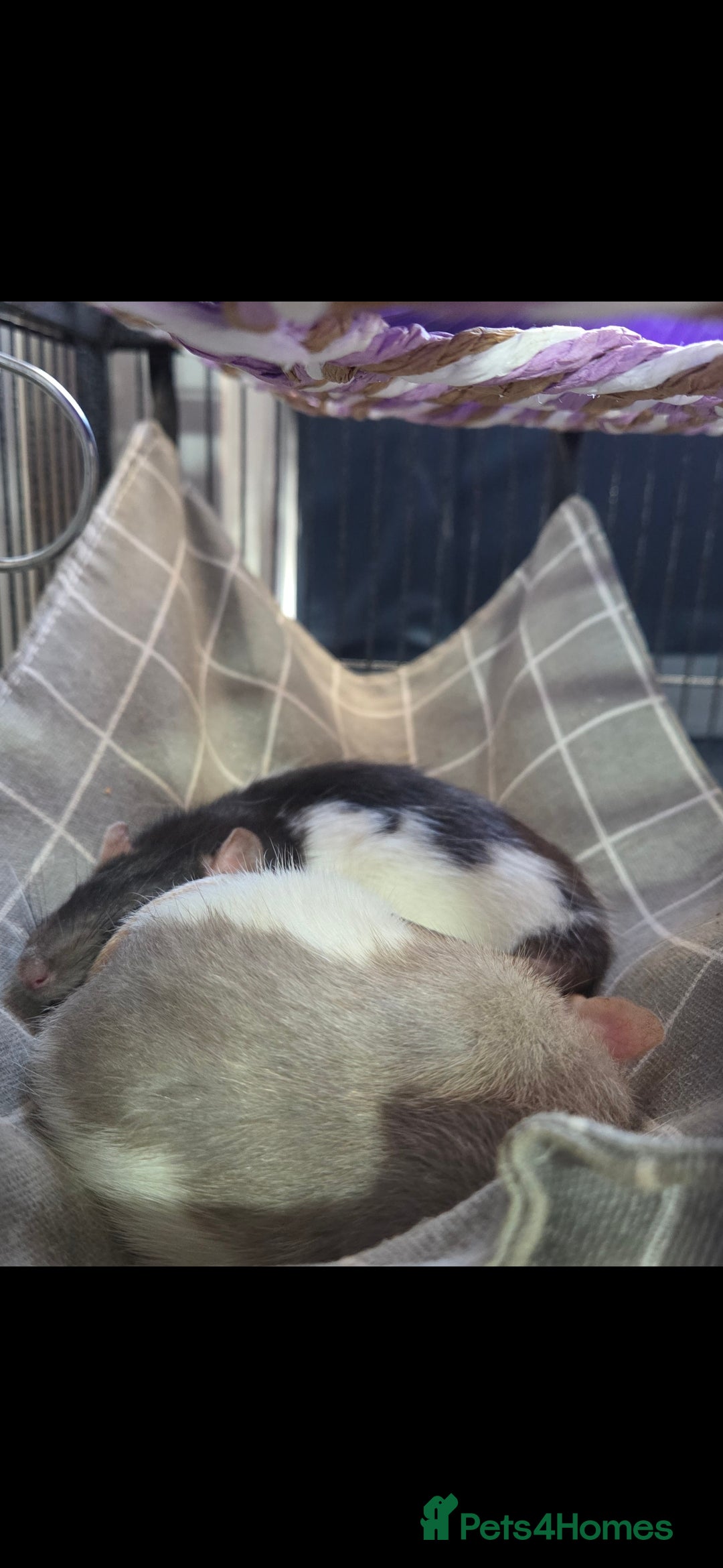 Rat rodents for sale: 4 bonded female rats  - Image 4