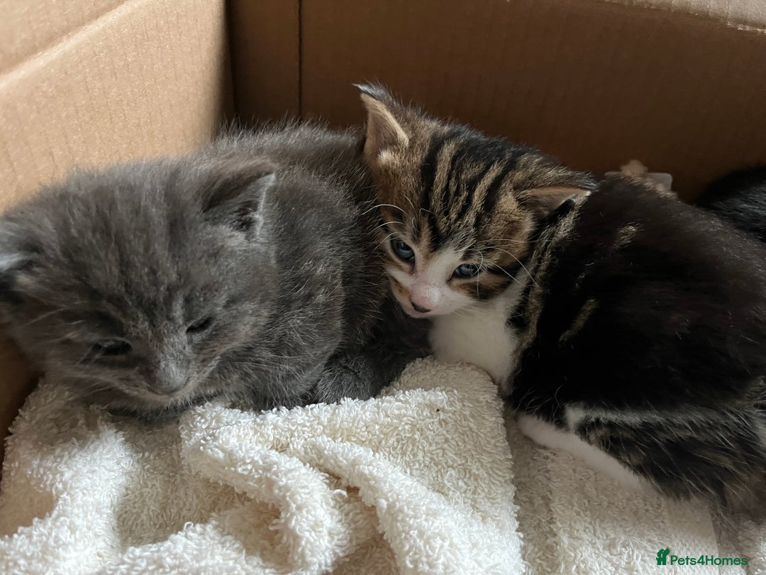 British Shorthair cats for sale: British shorthair x kittens for sale - Advert 10