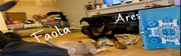 Mixed Breed dogs for sale: Athena x Ares Puppies – Not for Everyone in Manchester - Advert 16