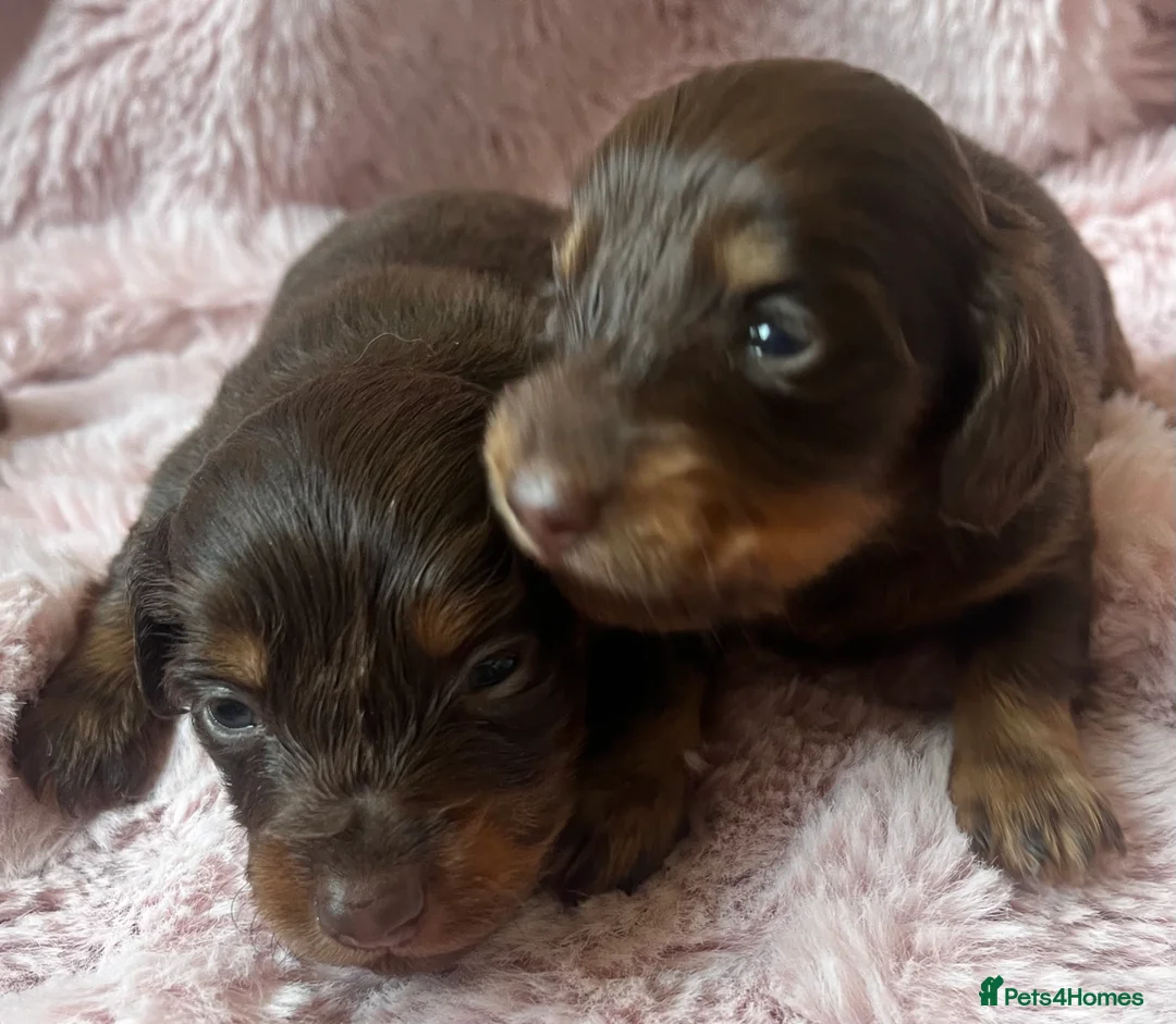 Miniature Dachshund dogs for sale: READY NOW Long hair tiny KC - Advert 8