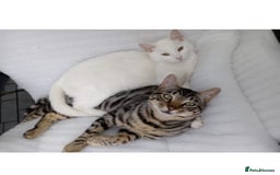 Khao Manee cats for sale: 6 kittens. 2 male and 4 female  - Image 12