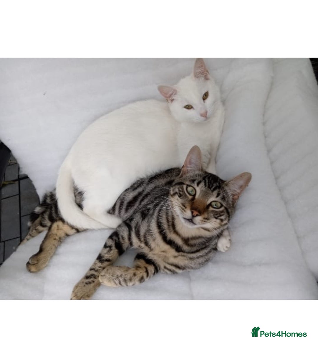 Khao Manee cats for sale: 6 kittens. 2 male and 4 female  - Image 12