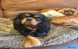 Cavalier King Charles Spaniel dogs for stud: KC Registered Cavalier King Charles Stud Dog - Image 2