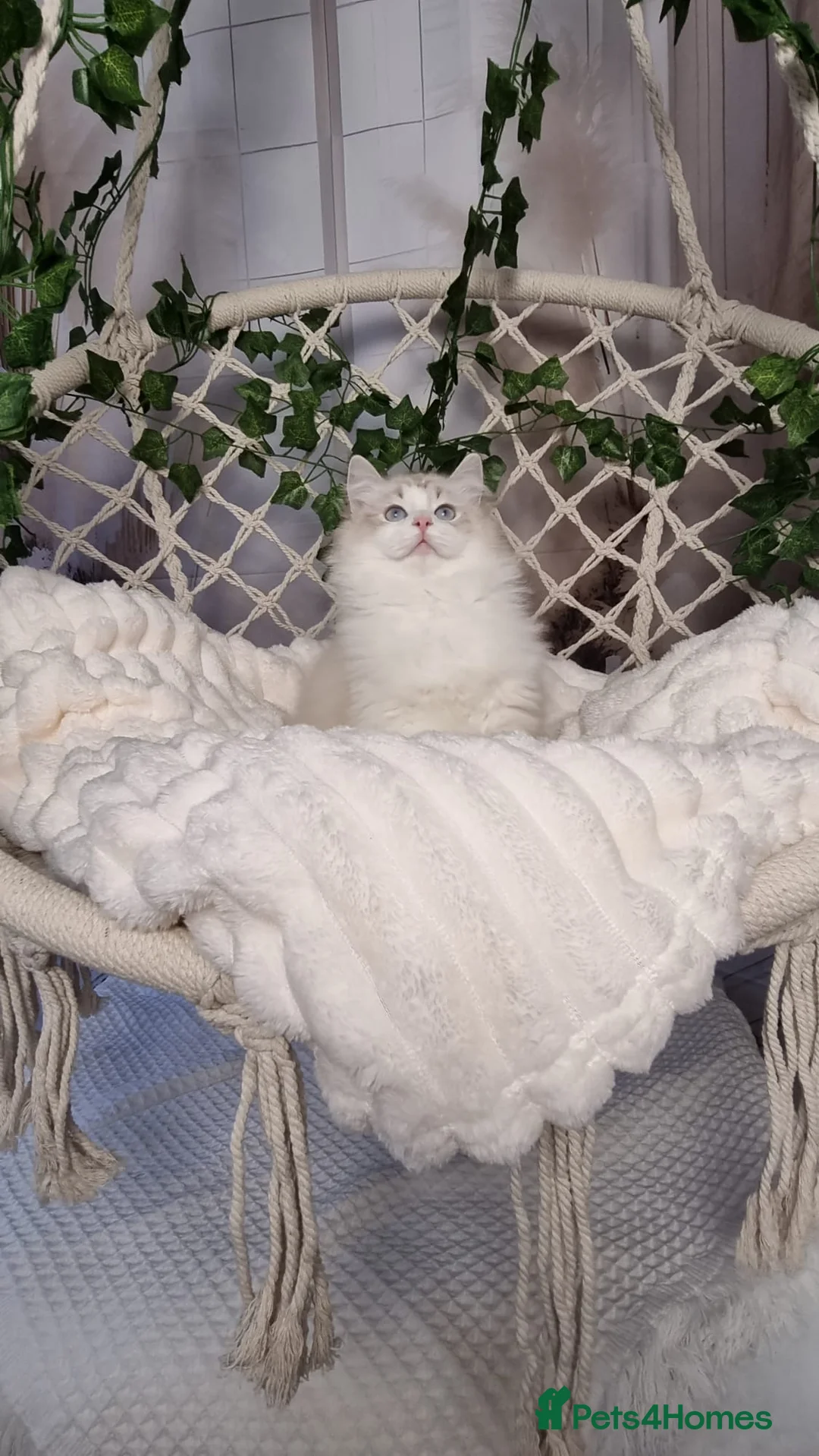 Ragdoll cats for sale: Exceptional Tica Registered Ragdoll Kittens - Advert 6