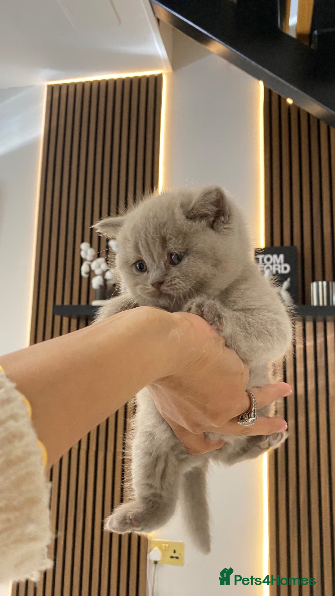 British Shorthair cats 💕🐾 Rare GORGEOUS PEDIGREE BSH KITTENS 🐱🥇💕 - Advert 2