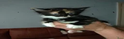 Mixed Breed cats for sale: 1 male and 1 female left - Advert 2