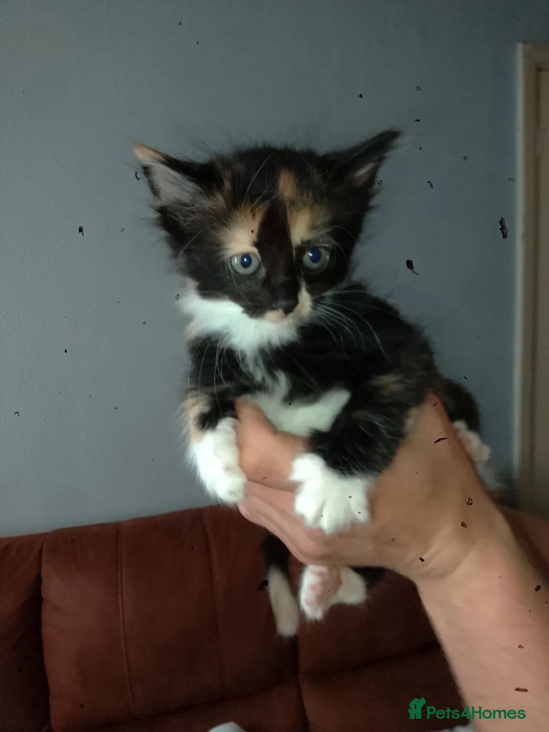 Mixed Breed cats for sale: 1 male and 1 female left - Advert 2