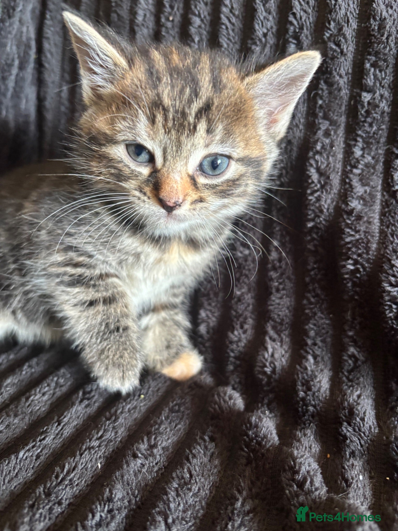 Mixed Breed cats Beautiful Tortoiseshell & ginger kittens  - Advert 2