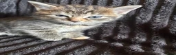 Mixed Breed cats for sale: Beautiful Tortoiseshell & ginger kittens  - Advert 20